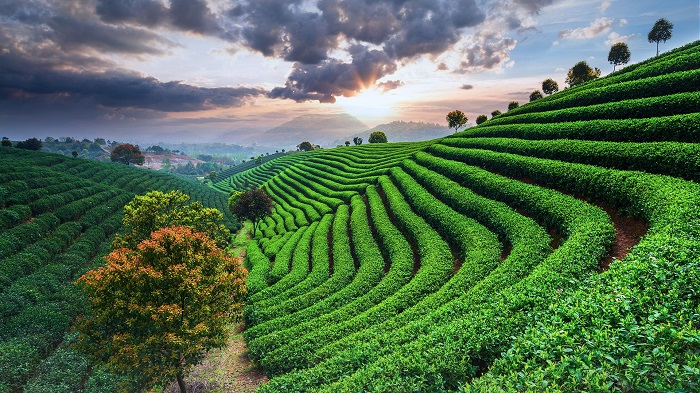 Khám phá top 7 kinh đô nổi tiếng về trà ở Trung Quốc lay động lòng người